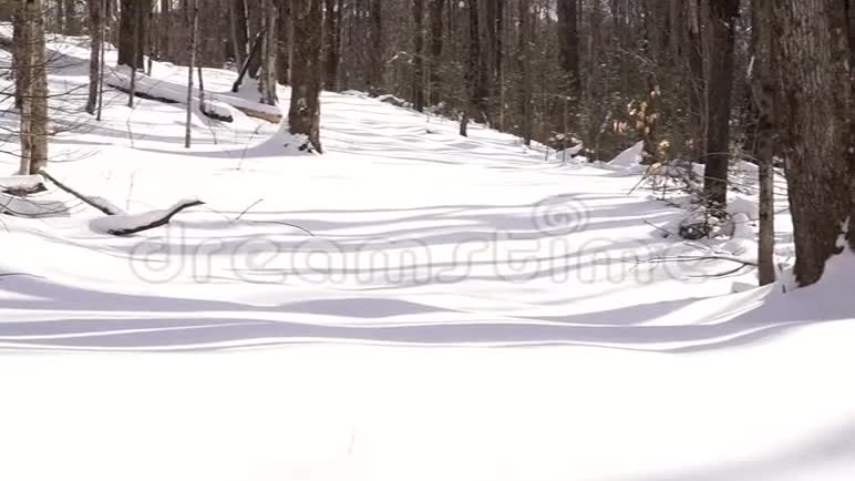 白雪覆盖着树影消失的小径视频的预览图