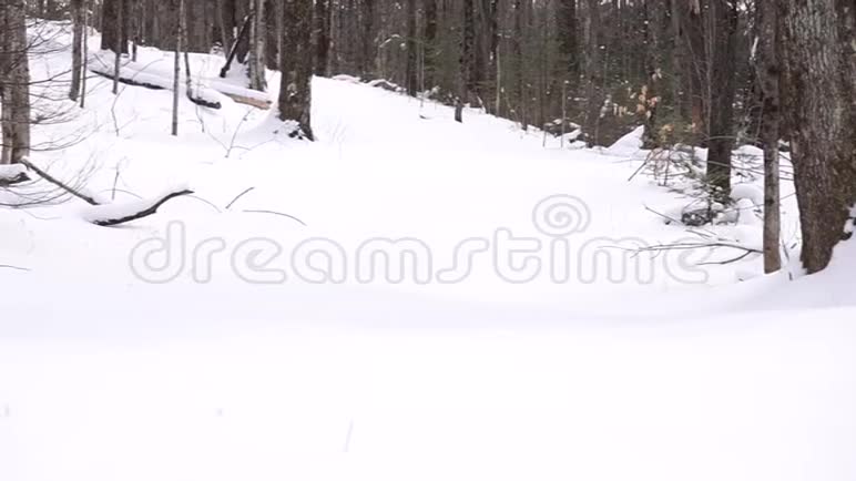 白雪覆盖着树影的踪迹视频的预览图