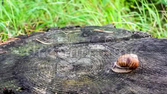 林中爬行的蜗牛视频的预览图