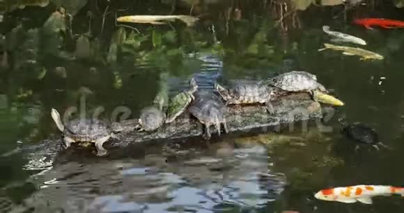 海龟和锦鲤鱼视频的预览图