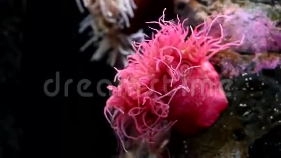 粉色海葵在水流中摇曳视频的预览图