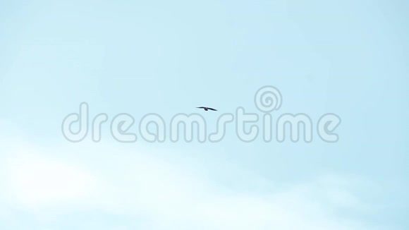 鹰在天空中飞翔视频的预览图