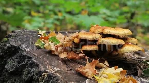 森林蘑菇滑块射击视频的预览图