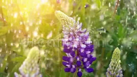 野草甸卢平花和雨伴太阳视频的预览图