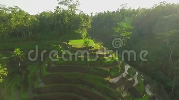 印度尼西亚巴厘岛水稻梯田空中拍摄绿色稻田视频的预览图