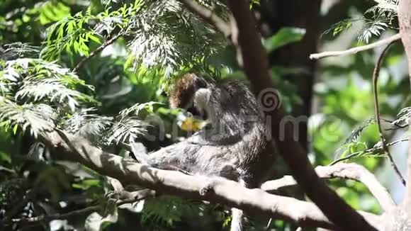 金龟子猴子在树上视频的预览图