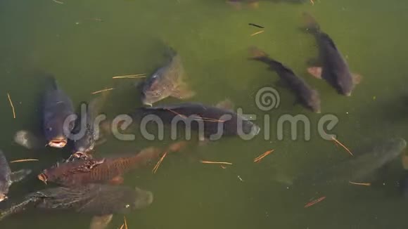 池塘中的锦鲤鱼视频的预览图