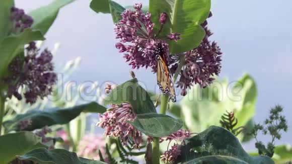 帝王蝶以乳草为食视频的预览图