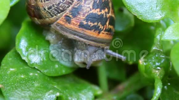 一只成年大蜗牛从壳里爬出来视频的预览图