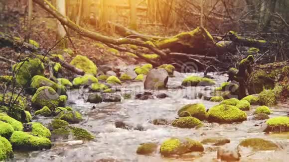 水在林中流淌阳光明媚视频的预览图