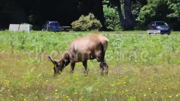 年轻的麋鹿在吃草视频的预览图