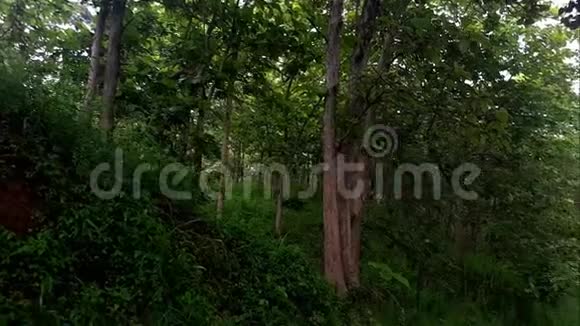 在森林中间的一条小路视频的预览图