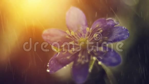 春花雨中的野花视频的预览图