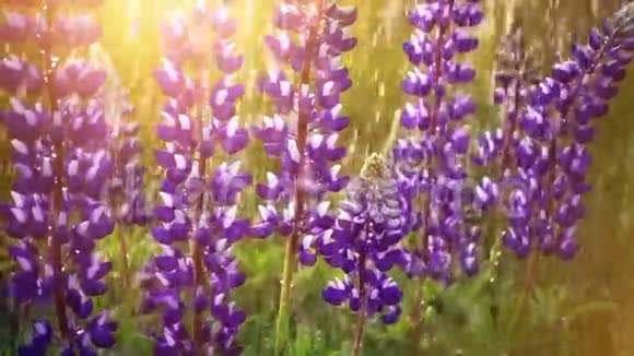 春雨与羽扇豆野花自然宏近视频的预览图