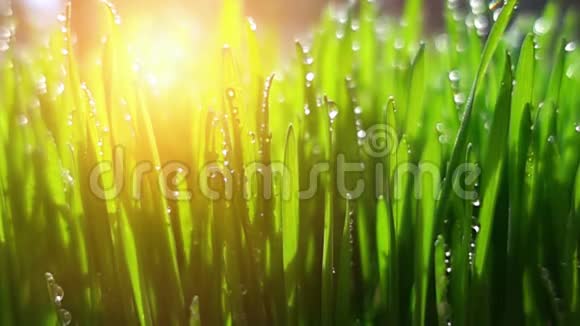 阳光明媚的早晨绿草覆盖着露水视频的预览图