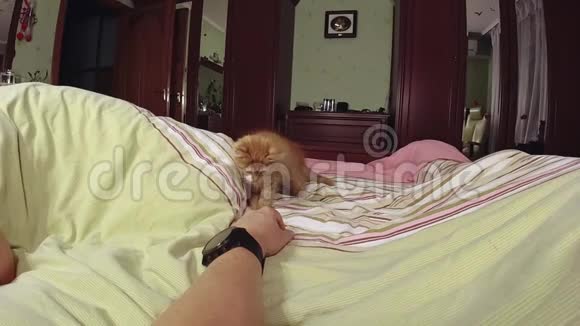 猫在床上玩一只手视频的预览图