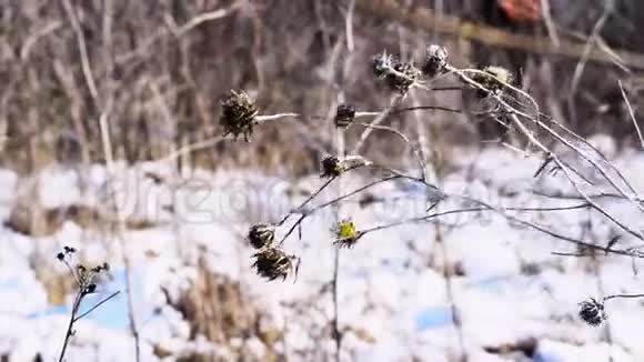 融雪在草地上视频的预览图