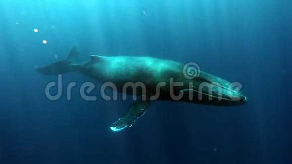 头鲸太阳表面背景下的巨型新大陆视频的预览图