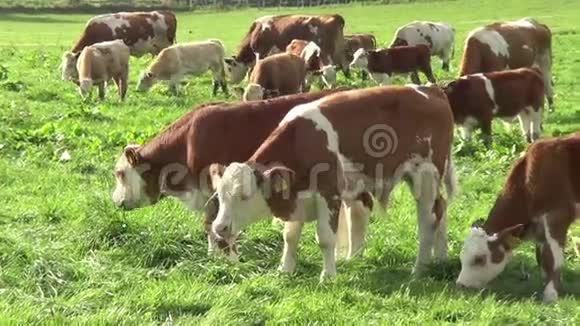 草地上的母牛和小牛视频的预览图