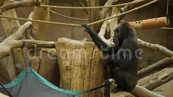 动物园里的小大猩猩视频的预览图