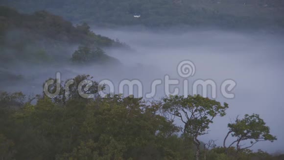 森林树木和雾视频的预览图