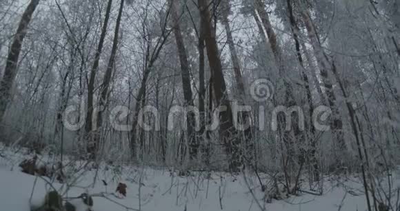 冰冻的高大树木视频的预览图