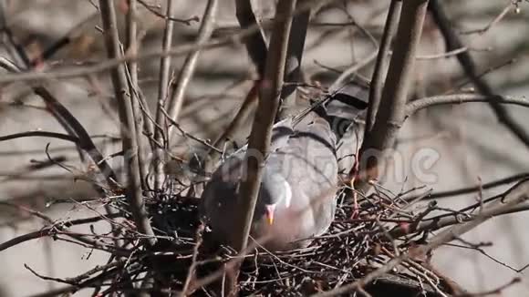 普通的木鸽哥伦比亚棕榈筑巢视频的预览图
