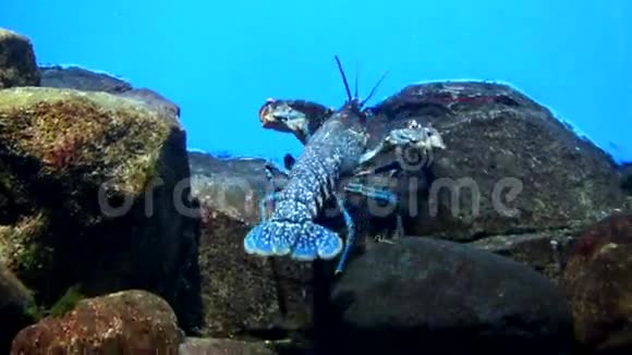 水下世界龙虾视频的预览图