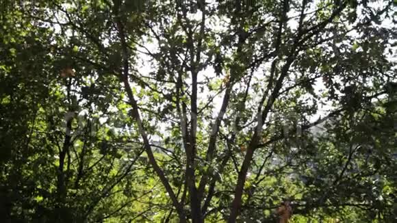 拍摄树上的太阳视频的预览图