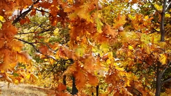 秋天的金叶视频的预览图