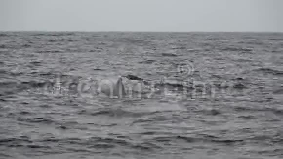 抹香鲸视频的预览图