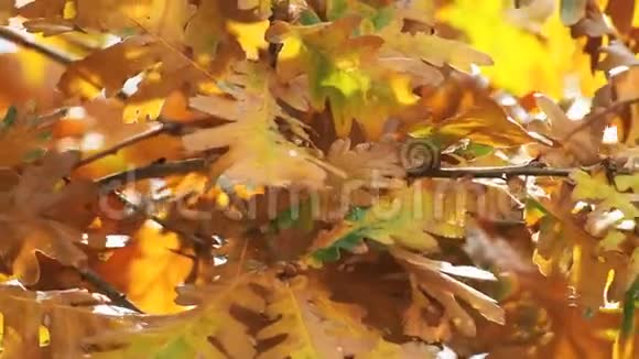 秋天的金叶视频的预览图