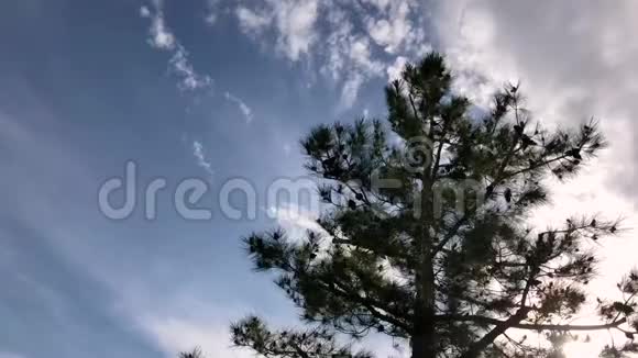 松树6495视频的预览图