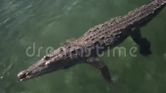 古巴咸水鳄鱼视频的预览图