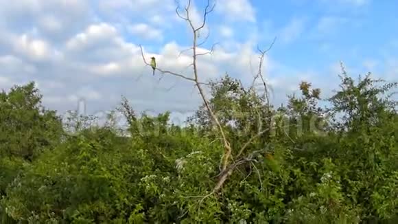 保护区的野生鸟类视频的预览图