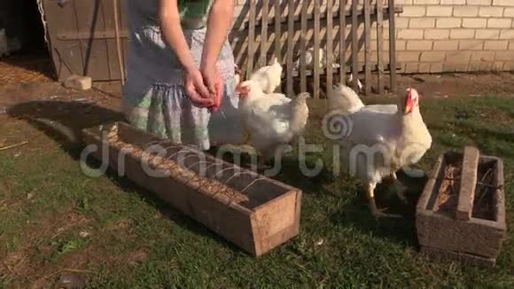 农民女孩用谷物喂养农场肉鸡视频的预览图