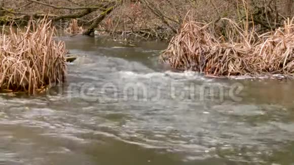 一条安静的小溪在中间流动视频的预览图