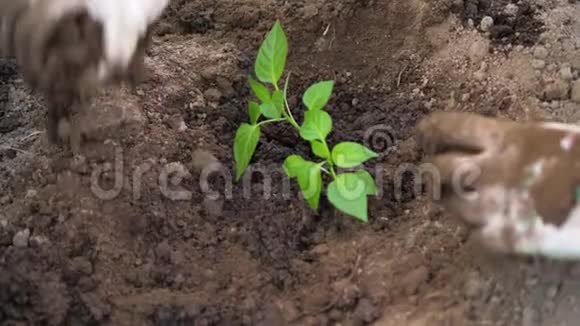 农民用手松土种植番茄幼苗视频的预览图