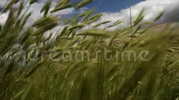 绿色草地运动视频的预览图