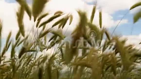 绿色草地运动视频的预览图