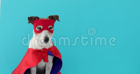 狗杰克罗素超级英雄服装视频的预览图