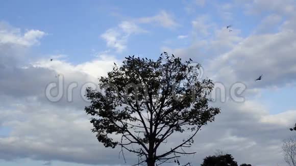 乌鸦离开一棵树视频的预览图