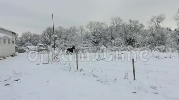马在雪地里跑出来视频的预览图