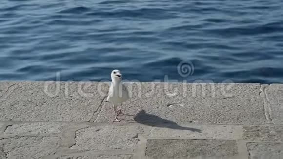 海滨的海鸥视频的预览图