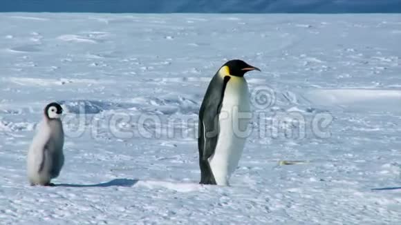 可爱的小毛绒毛滑稽的幼仔小鸡和成年的帝企鹅在寒冷的南极冬季雪地里散步视频的预览图