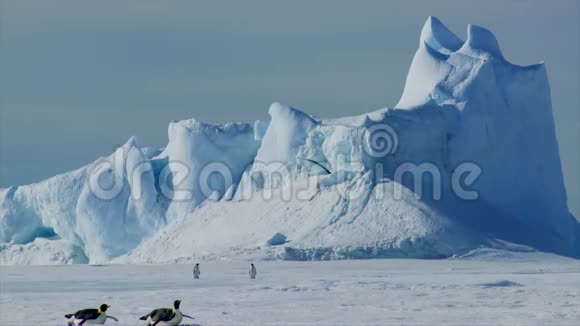 一群可爱有趣的小帝企鹅在冰冰冰川南极景观中的白色寒冷的冬雪中爬行视频的预览图
