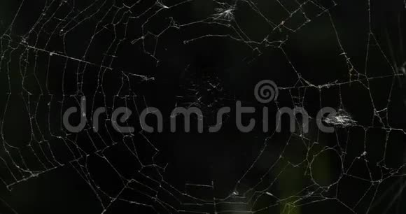 一张蜘蛛网法国视频的预览图