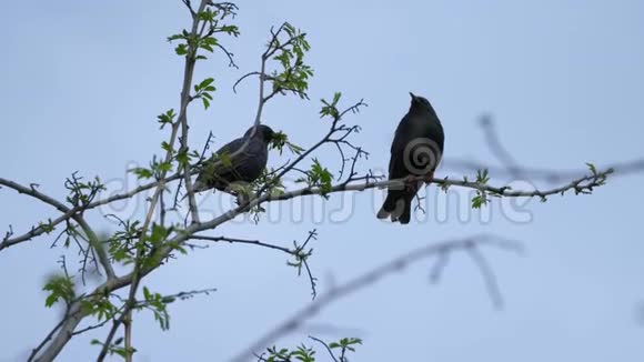 两只雏鸟在一棵树上视频的预览图