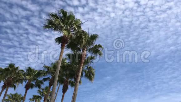 高高的棕榈树在轻风中飞翔对抗乌云的天空视频的预览图