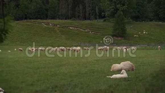 牧场上的羊群视频的预览图